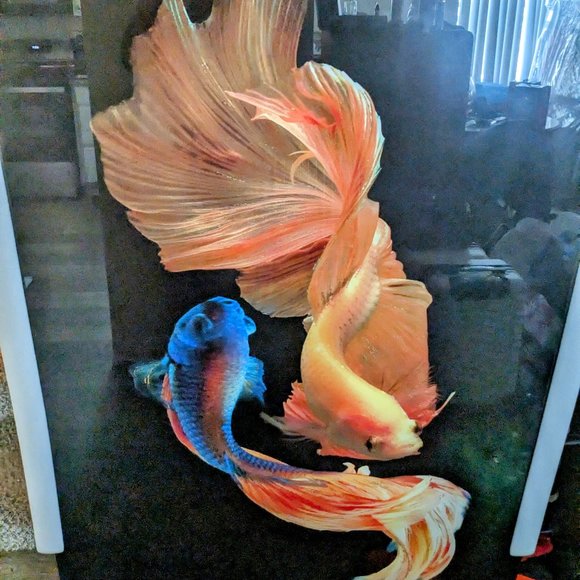 Tempered Glass Pictures